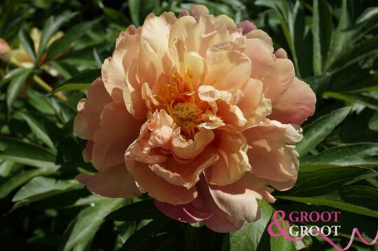 8.  ITOH peonijas 'Joanna Marlene' 3/5 pumpuru sakne